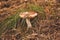 Oiler mushroom in the grass close-up, mushroom close-up in the forest