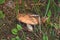 Oiler mushroom in the grass close-up, mushroom close-up in the forest