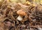 Oiler mushroom in the park in nature.