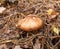 Oiler mushroom in the park in nature.