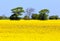 Oilseed blossoms