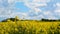 Oilseed closeup against blue sky