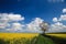 Oilseed crop and blue sky