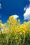 Oilseed crop and blue sky