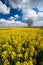 Oilseed crop and blue sky