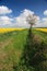 Oilseed crop and blue sky