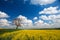 Oilseed crop and blue sky