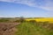 Oilseed crop and plowed soil