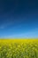 Oilseed field