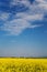 Oilseed field in bloom