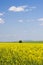 Oilseed field during summer with blue sky