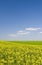 Oilseed field during summer with blue sky