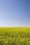 Oilseed field during summer with blue sky