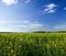 Oilseed field during sunny spring day