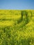 Oilseed field with tractor track