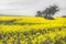 Oilseed Fields