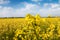 Oilseed flower with beautiful sky in the distance