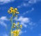 Oilseed flowers