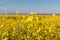 Oilseed Rape blossoms on yellow rapesees field. Canola Cultivated Agricultural Field