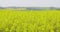 Oilseed Rape Field Canola Blooming Agriculture Growth Ecology