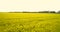 Oilseed Rape Field Canola Blooming Agriculture Growth Ecology