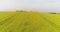 Oilseed rape field canola blooming agriculture growth ecology