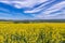 Oilseed Rape Field Flowering Rapeseed Plants