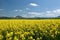 Oilseed Rape Field & Great Fatra, Slovaka