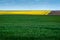 oilseed rape fields and green meadows of winter wheat, arable land, patchwork, lines and geometry