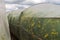 Oilseed rape growth in protective mesh netting greenhouse