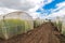 Oilseed rape growth in protective mesh netting greenhouse