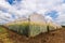 Oilseed rape growth in protective mesh netting greenhouse