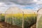 Oilseed rape growth in protective mesh netting greenhouse