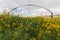 Oilseed rape growth in protective mesh netting greenhouse