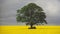 Oilseed rape and a single mature tree