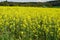 Oilseed rape or Swedish turnip field in blossom with a wood behind it in the springtime in Swiss countryside