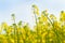 Oilseed Rapeseed Flower Close up in Cultivated Agricultural Field