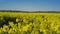 Oilseed Rapeseed Flowers in Cultivated Agricultural Field, Crop Protection Agrotech Concept