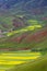 Oilseed Terraced Field