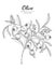 Oilve tree hand drawn botanical illustration with line art on white backgrounds