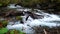 Oirase Mountain Stream flow over rocks that covered with green moss and colorful falling leaves in autumn season