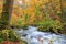 Oirase Stream in autumn - Towada, Aomori, Japan