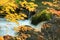 Oirase Stream in autumn - Towada, Aomori, Japan