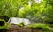 Oirase stream with Choshi waterfall in lush green forest