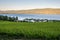 Okanagan Lake at Sunset with a Vineyard in Foreground