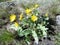 Okanagan Sunflower (Arrowleaf Balsamroot)