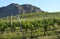 Okanagan Vineyard, Morning, British Columbia