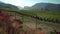 Okanagan Vineyard Ready for Harvest 4K UHD