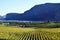 Okanagan Vineyard Winery British Columbia