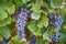 Okanagan Wine Grapes